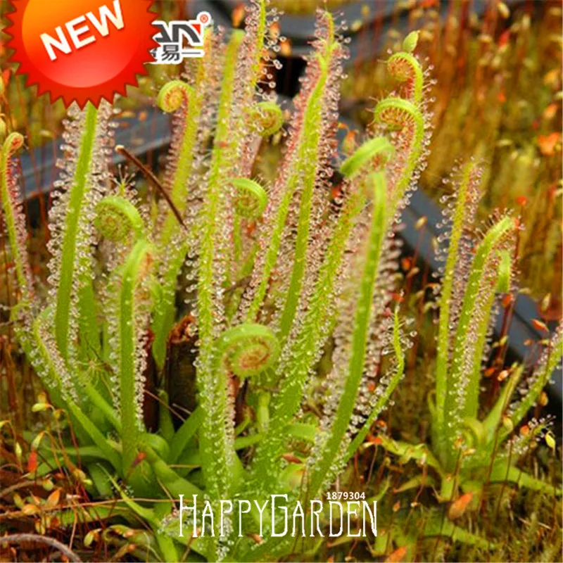 New Fresh Plantas Drosera Peltata Flores Garden Carnivorous Plants Bonsai Plant Egeria Sundew Planten 100 Pcs / Bag,#GHH59W
New Fresh Plantas Drosera Peltata Flores Garden Carnivorous Plants Bonsai Plant Egeria Sundew Planten 100 Pcs / Bag,#GHH59W