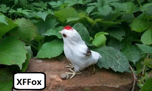 mini simulation white chick model plastic&furs small real life chicken doll gift about 9x8x6cm xf2067
mini simulation white chick model plastic&furs small real life chicken doll gift about 9x8x6cm xf2067