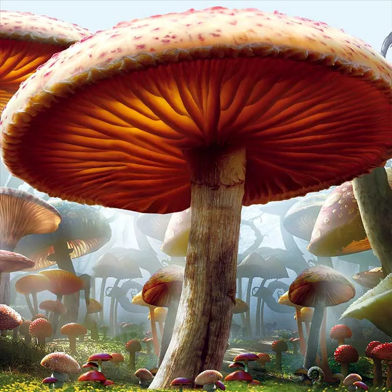 Vinyl Photography Background Computed Printed Magic Mushroom Dream Backgrounds for Photo Studio CM-6982
Vinyl Photography Background Computed Printed Magic Mushroom Dream Backgrounds for Photo Studio CM-6982