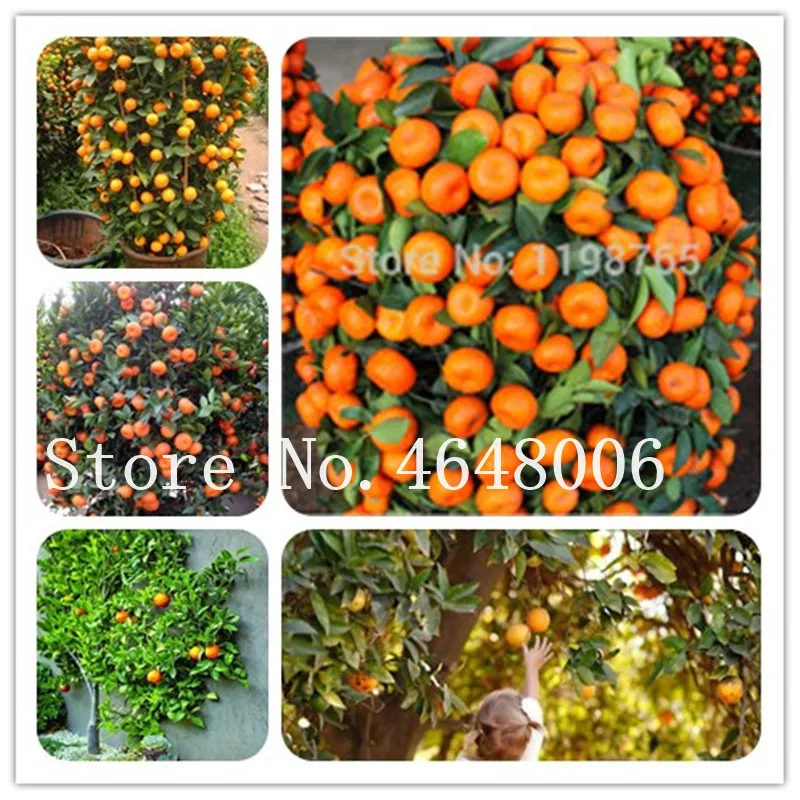 Citrus Bonsai Climbing Mandarin Orange Bonsai, Edible Delicious Fruit Tree Planta Healthy Food Home & Garden Easy To Grow 20 Pcs 
Citrus Bonsai Climbing Mandarin Orange Bonsai, Edible Delicious Fruit Tree Planta Healthy Food Home & Garden Easy To Grow 20 Pcs