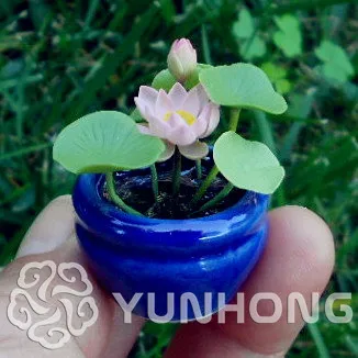 Mix Mini Perennial Flowers bonsai Many colors lotus plant Teach you plant the Lotus, 10 pieces Water Lily plant 
Mix Mini Perennial Flowers bonsai Many colors lotus plant Teach you plant the Lotus, 10 pieces Water Lily plant