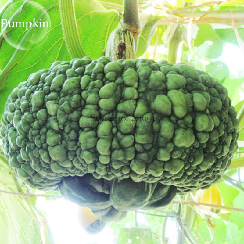 Archaizing Antique Pumpkin, 4 seeds, ornamental edible vegetables E3814