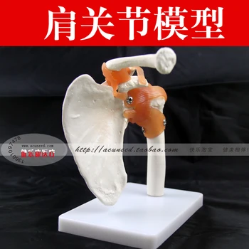 shoulder joint model with ligament human skeleton model joint model Shoulder joint functional model
shoulder joint model with ligament human skeleton model joint model Shoulder joint functional model