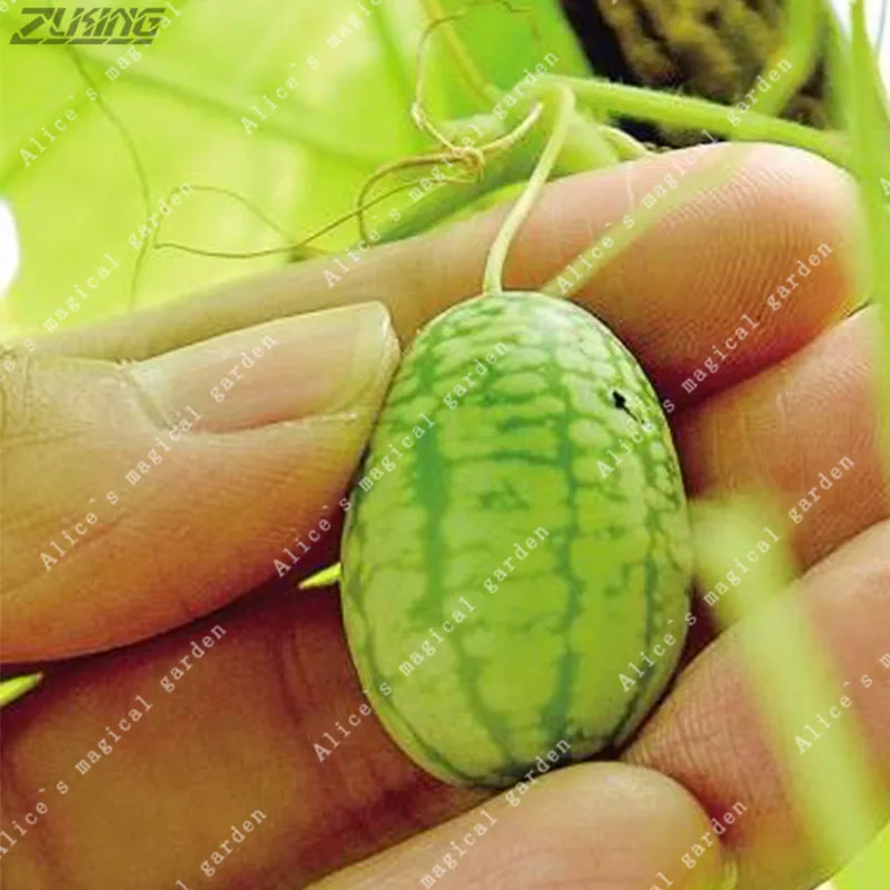 ZLKING 10 pcs/Bag Mini Watermelon Cucamelon Vegetable Outdoor Home Gardening Planting
ZLKING 10 pcs/Bag Mini Watermelon Cucamelon Vegetable Outdoor Home Gardening Planting