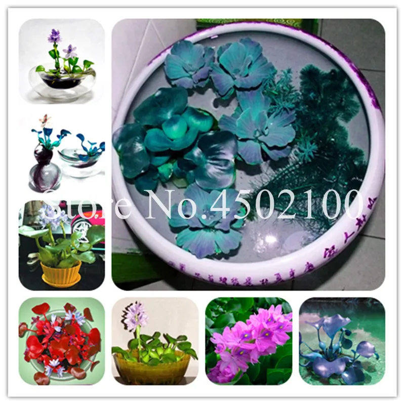 Sale! 100 Pcs/Bag Water Hyacinth Bonsai Plant, Flower Garden Pond Flowers Pots Bonsai Plant Easy Germinate Aquatic Jardim Planta
Sale! 100 Pcs/Bag Water Hyacinth Bonsai Plant, Flower Garden Pond Flowers Pots Bonsai Plant Easy Germinate Aquatic Jardim Planta