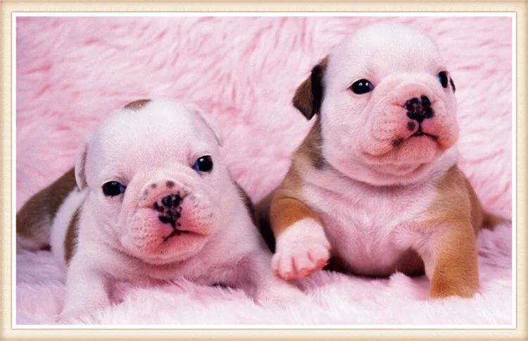 Diy square painting diamond embroidery mosaic animal series cross stitch home decor needlework painting needlework Pink puppy
Diy square painting diamond embroidery mosaic animal series cross stitch home decor needlework painting needlework Pink puppy