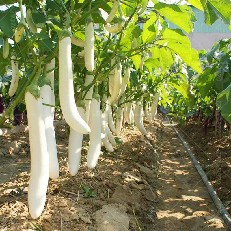 100Pcs Rare White eggplant bonsai long eggplant vegetables bonsai Solanum melongena potted plants for home garden planting
100Pcs Rare White eggplant bonsai long eggplant vegetables bonsai Solanum melongena potted plants for home garden planting