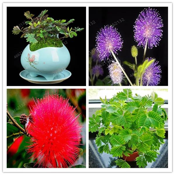 20pcs Mimosa Bonsai Plants Perennail Indoor Flowering Potted Plant Rare Mimosa Pudica Flower For Home Garden Shy Grass Plants
20pcs Mimosa Bonsai Plants Perennail Indoor Flowering Potted Plant Rare Mimosa Pudica Flower For Home Garden Shy Grass Plants