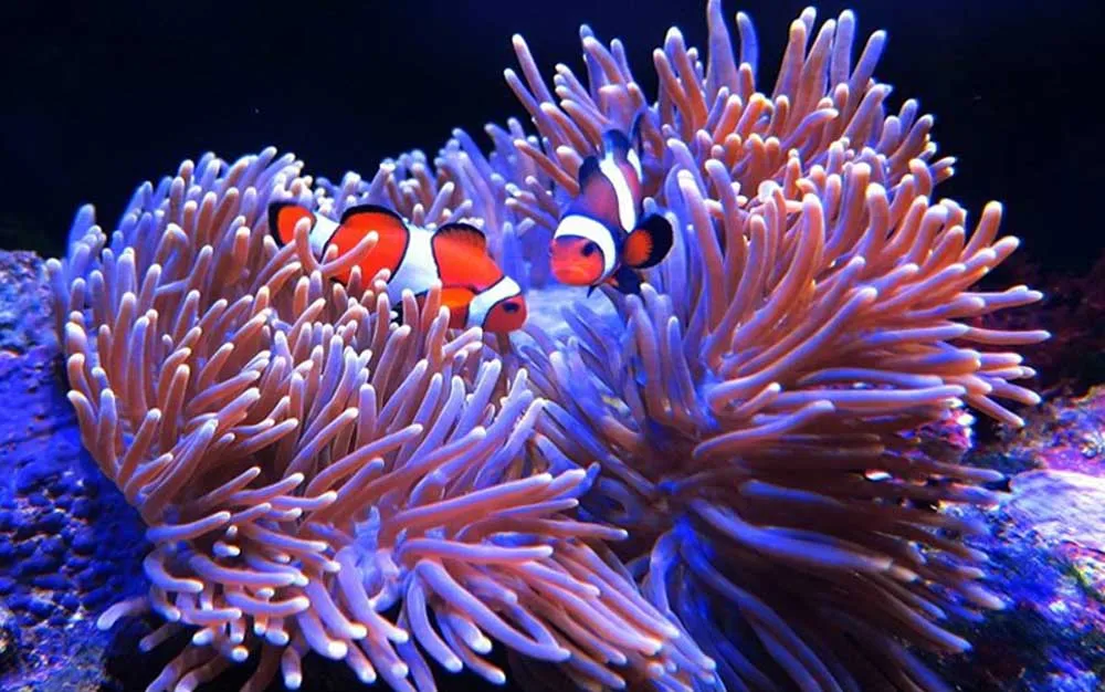 2018 new led aquarium