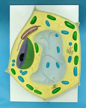 Plant Cell Molecular Model Plant Microscopic Specimen Amplifying Cell Structure Biology Teaching Model Medical Anatomy Model
Plant Cell Molecular Model Plant Microscopic Specimen Amplifying Cell Structure Biology Teaching Model Medical Anatomy Model