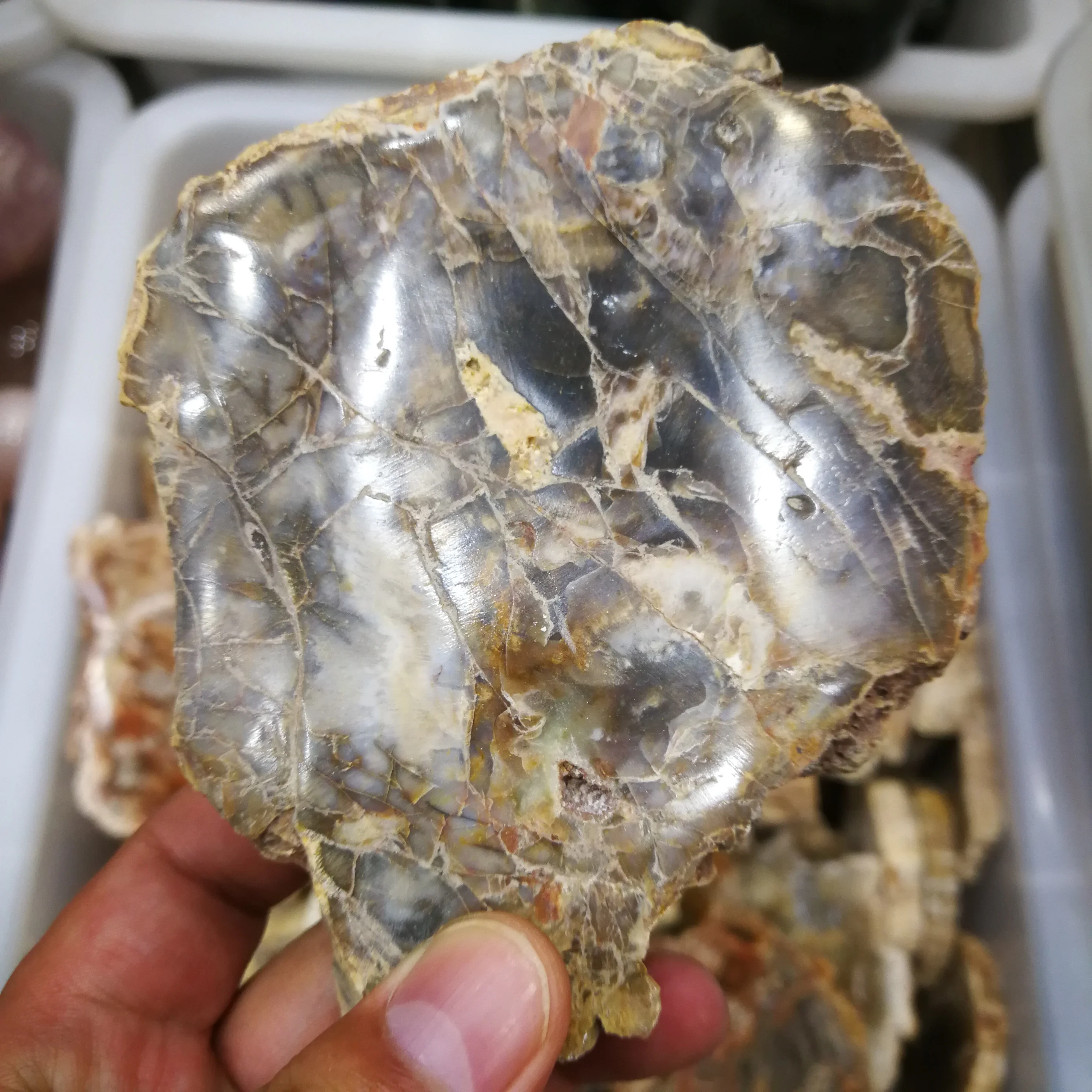 10cm Natural mineral wooden fossil Crystal gemstone slice reiki healing chakra stone Madagascar crystal coaster home decoration
10cm Natural mineral wooden fossil Crystal gemstone slice reiki healing chakra stone Madagascar crystal coaster home decoration