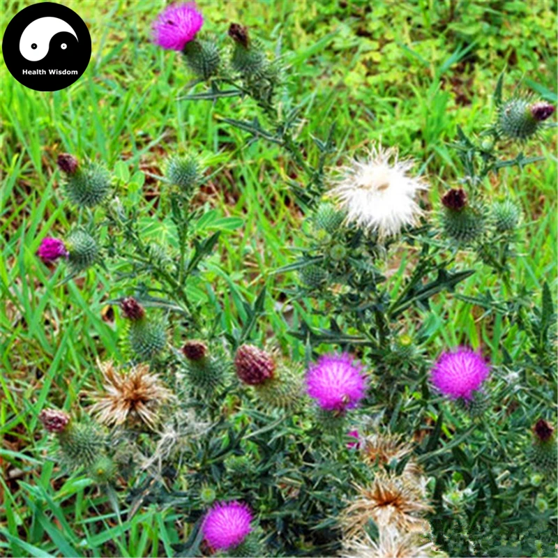 Buy Milk Thistle Semente 200pcs Plant Holy Thistle Silybum Marianum For Shui Fei Ji
Buy Milk Thistle Semente 200pcs Plant Holy Thistle Silybum Marianum For Shui Fei Ji
