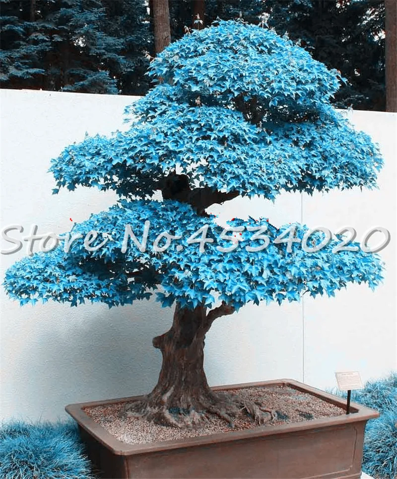 100 Pcs Maple Tree Bonsai Blue Maple Tree Japanese Balcony Plants Mixed Colors To Choose For Famliy Garden & Balcony Planting
100 Pcs Maple Tree Bonsai Blue Maple Tree Japanese Balcony Plants Mixed Colors To Choose For Famliy Garden & Balcony Planting