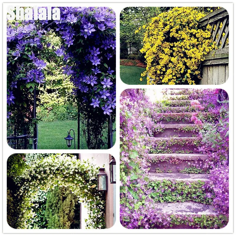 100 pcs Climbing Jasmine White Flowers Fragrant Plant Arabic Germination Rate High Quality Potted Plant Garden Ornamental Bonsai
100 pcs Climbing Jasmine White Flowers Fragrant Plant Arabic Germination Rate High Quality Potted Plant Garden Ornamental Bonsai