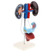 Medical-Supplies Anatomical Kidney-Ureter Organ Genitourinary-System-Model Uterus Female