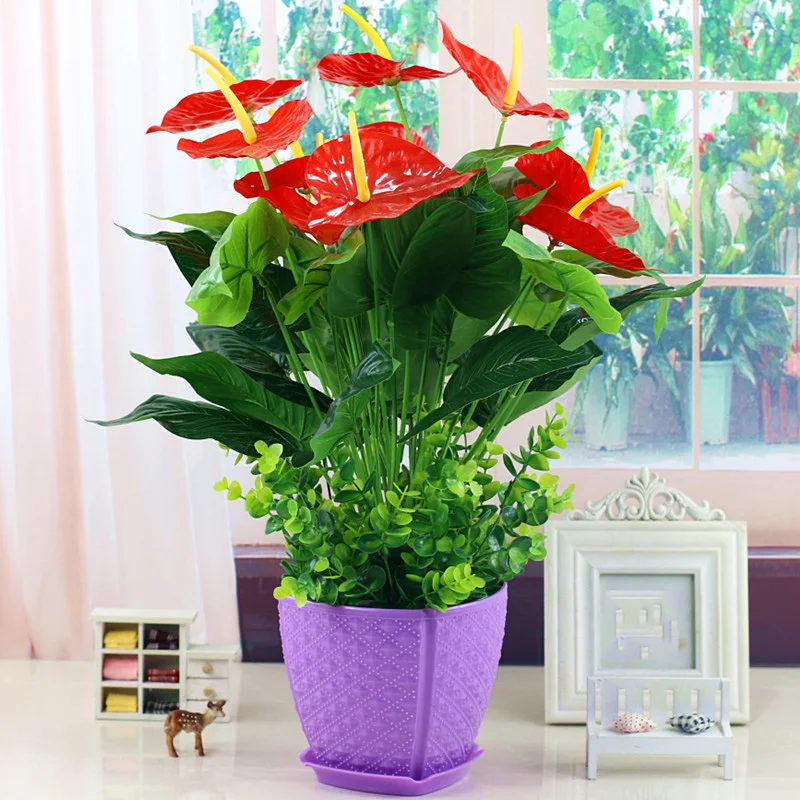 ZLKING Rare 100 Pcs Anthurium Bonsai Potted Flower Candle Anthurium Easy to grow red Flowering plant Hot sale
ZLKING Rare 100 Pcs Anthurium Bonsai Potted Flower Candle Anthurium Easy to grow red Flowering plant Hot sale