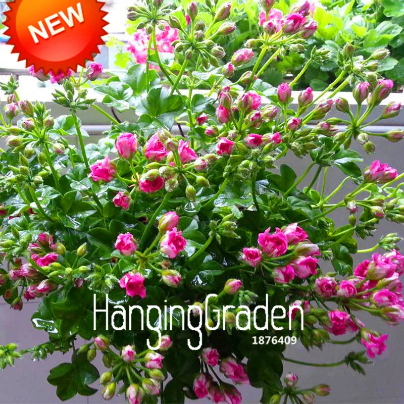 Big Promotion!50 Pcs/Lot Deep Pink Univalve Geranium bonsai Perennial Flower garden Pelargonium Peltatum plant,#L2XVDW
Big Promotion!50 Pcs/Lot Deep Pink Univalve Geranium bonsai Perennial Flower garden Pelargonium Peltatum plant,#L2XVDW