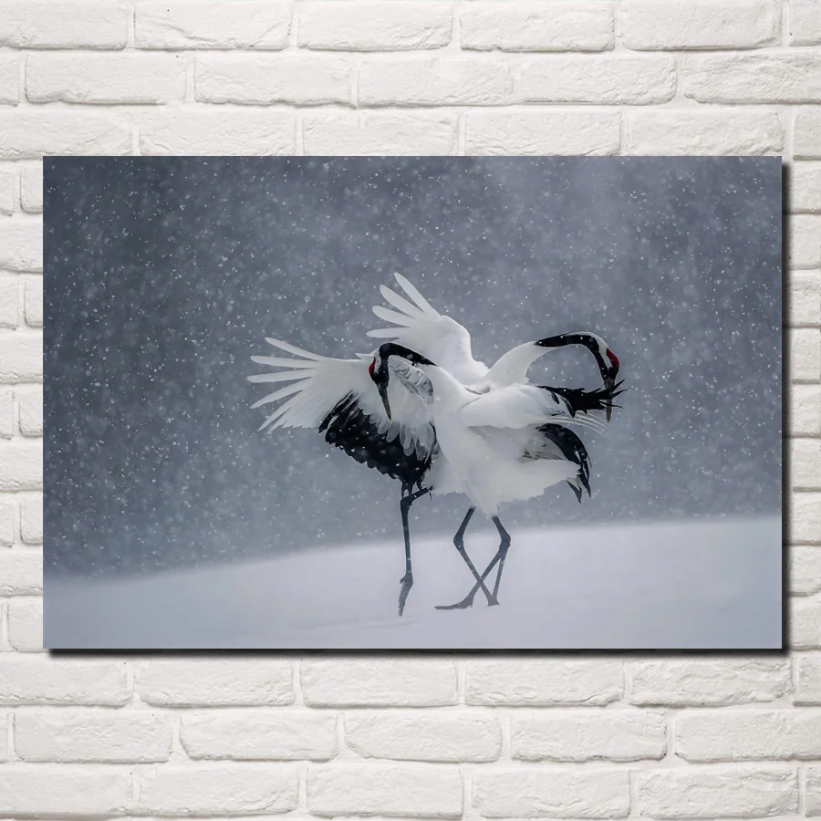 winter snow birds dance Japan cranes animal JZK154 living room home wall modern art decor wood frame poster
winter snow birds dance Japan cranes animal JZK154 living room home wall modern art decor wood frame poster