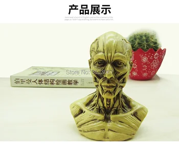 10 CM Human life size skull skeleton Craft Anatomy Skull Head Muscle Bone Medical Artist Drawing Study yellow color
10 CM Human life size skull skeleton Craft Anatomy Skull Head Muscle Bone Medical Artist Drawing Study yellow color
