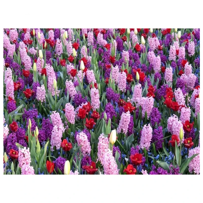 5D Diamond Mosaic Full Diy Diamond Painting Cross stitch hyacinth flower Diamond Embroiderysquare Round RhinestoneZP-1173
5D Diamond Mosaic Full Diy Diamond Painting Cross stitch hyacinth flower Diamond Embroiderysquare Round RhinestoneZP-1173