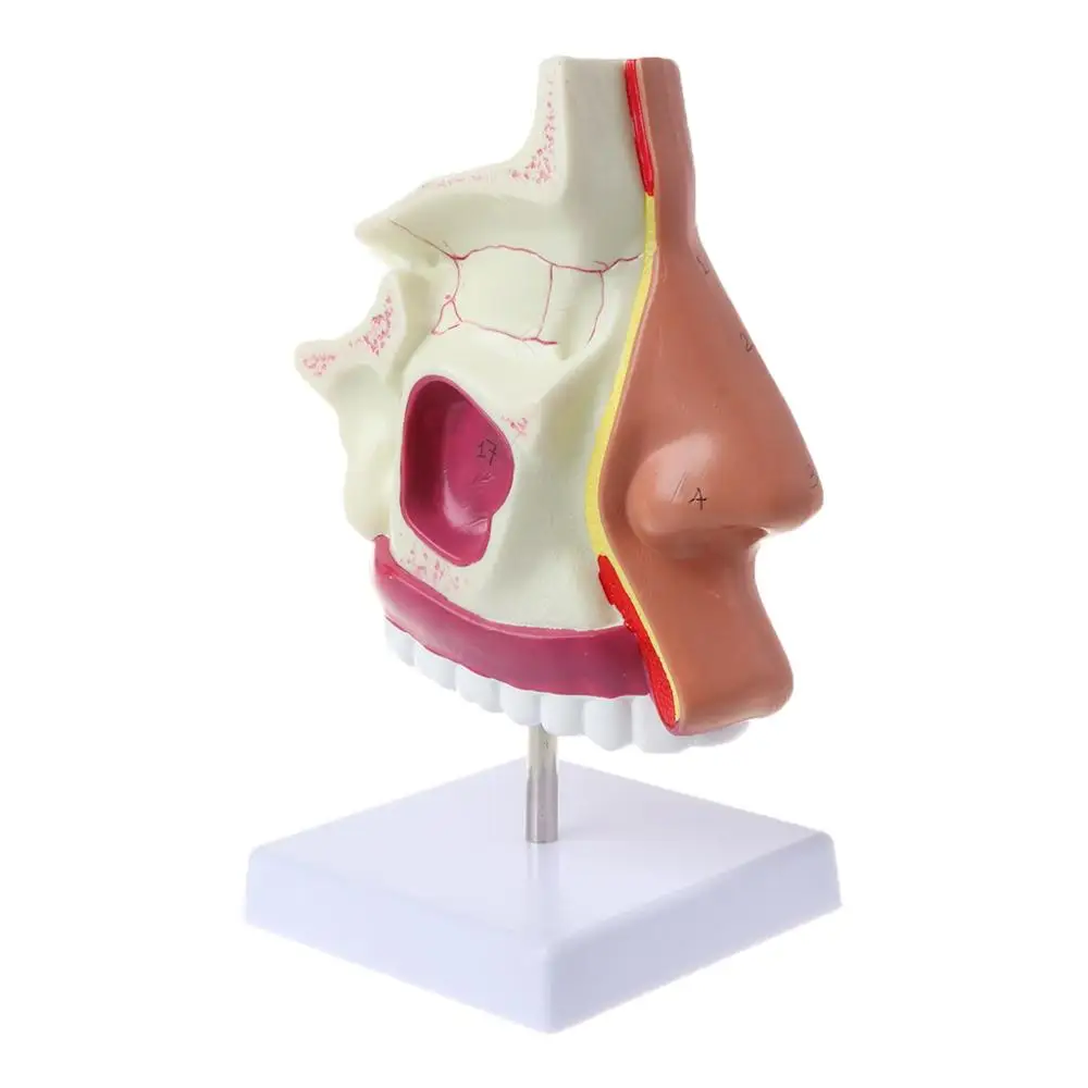 Human Nasal Cavity Anatomy Model Medical Nose Cavity Structure For Science Classroom Study Display Teaching
Human Nasal Cavity Anatomy Model Medical Nose Cavity Structure For Science Classroom Study Display Teaching