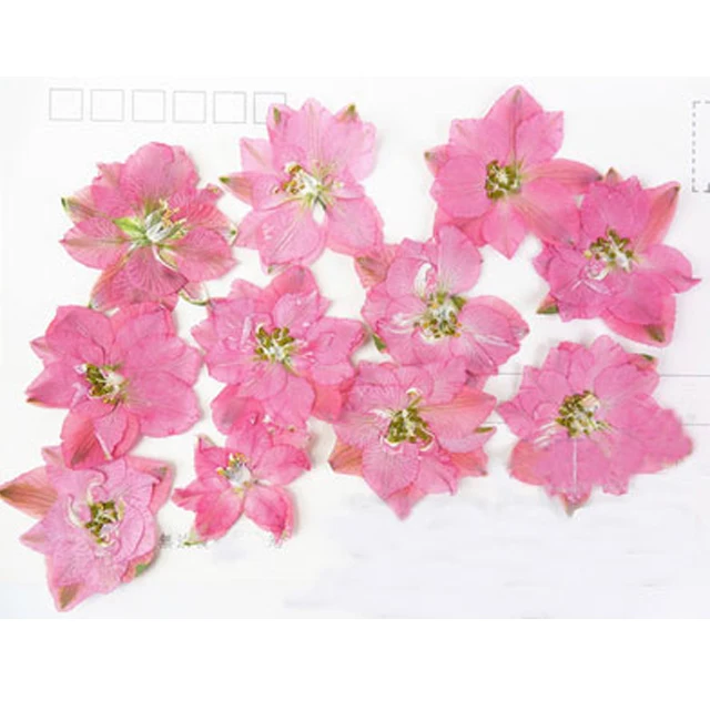 12pcs per bag Different Pink Color Larkspur DIY Pressed flowers Bouquet cell phone case wholesale Free Shipment
12pcs per bag Different Pink Color Larkspur DIY Pressed flowers Bouquet cell phone case wholesale Free Shipment