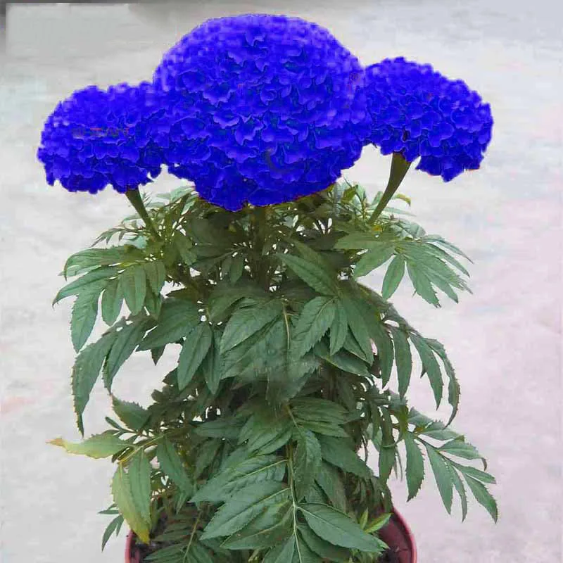 Blue Maidenhair Flower Potted Herb Garden Marigold Chrysanthemum Bonsai 100 Pieces / lot Daisy
Blue Maidenhair Flower Potted Herb Garden Marigold Chrysanthemum Bonsai 100 Pieces / lot Daisy
