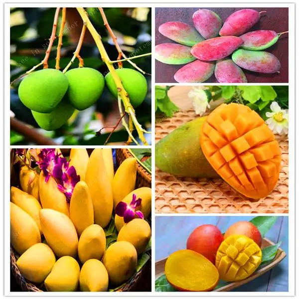 2 Pcs Mango Bonsai Mini Mangifera Indica Tree Bonsai plant Organic Fruits And Vegetables plan Pot For Home Garden Planting
2 Pcs Mango Bonsai Mini Mangifera Indica Tree Bonsai plant Organic Fruits And Vegetables plan Pot For Home Garden Planting