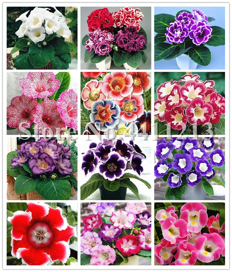 Big promotion! 100pcs Imported Gloxinia Plant Bonsai Perennial Sinningia Gloxinia Flower plants for Home Garden Pot Easy to Grow
Big promotion! 100pcs Imported Gloxinia Plant Bonsai Perennial Sinningia Gloxinia Flower plants for Home Garden Pot Easy to Grow