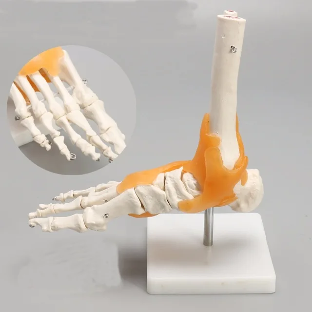 Human 1:1 Skeleton Ligament Foot Ankle Joint Anatomi cal Anatomy Medical Model Human Statues Sculptures High Quality
Human 1:1 Skeleton Ligament Foot Ankle Joint Anatomi cal Anatomy Medical Model Human Statues Sculptures High Quality