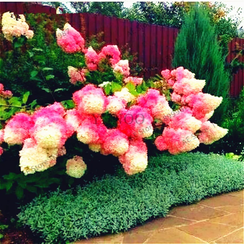 20pcs/pack rare Vanilla Strawberry hydrangea bonsai, Balcony Potted flowers hydrangea,for home& garden wedding use
20pcs/pack rare Vanilla Strawberry hydrangea bonsai, Balcony Potted flowers hydrangea,for home& garden wedding use