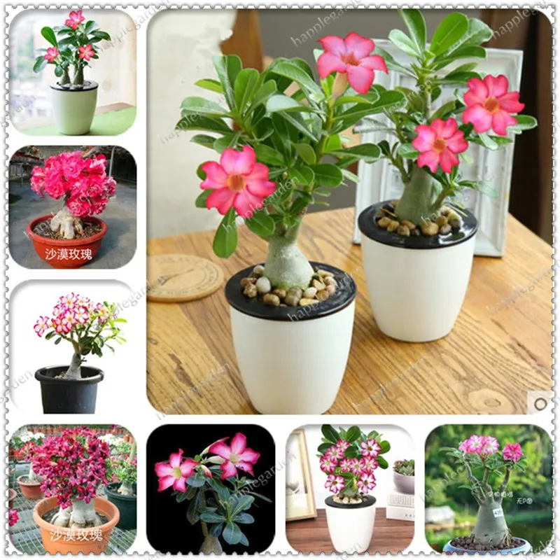 100% True! Exotic Desert Rose Drawf Ornamental Balcony Bonsai Potted Adenium Obesum Flower Planta for Garden -5 Particles / Lot
100% True! Exotic Desert Rose Drawf Ornamental Balcony Bonsai Potted Adenium Obesum Flower Planta for Garden -5 Particles / Lot