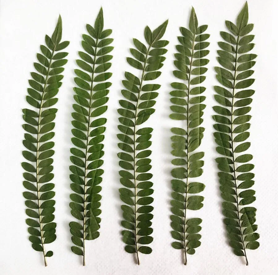 60pcs 13-15cm Pressed Dried Albizia Julibrissin Duraz Leaf Plant Herbarium For Jewelry Phone Case Photo Frame Bookmark Craft DIY
60pcs 13-15cm Pressed Dried Albizia Julibrissin Duraz Leaf Plant Herbarium For Jewelry Phone Case Photo Frame Bookmark Craft DIY