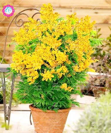 50PCS Bonsai Golden Mimosa plant Beautiful Acacia Baileyana Yellow Wattle Flower Perennial Plant For Home Garden
50PCS Bonsai Golden Mimosa plant Beautiful Acacia Baileyana Yellow Wattle Flower Perennial Plant For Home Garden