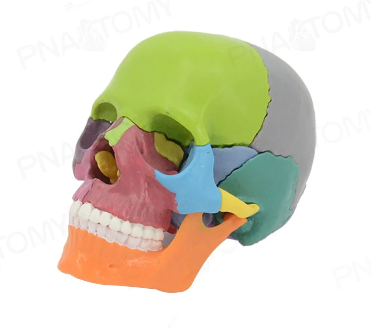 Free shipp& 4D Color disassembled skull anatomical model,for medical teaching,art sculpture,dental model.
Free shipp& 4D Color disassembled skull anatomical model,for medical teaching,art sculpture,dental model.