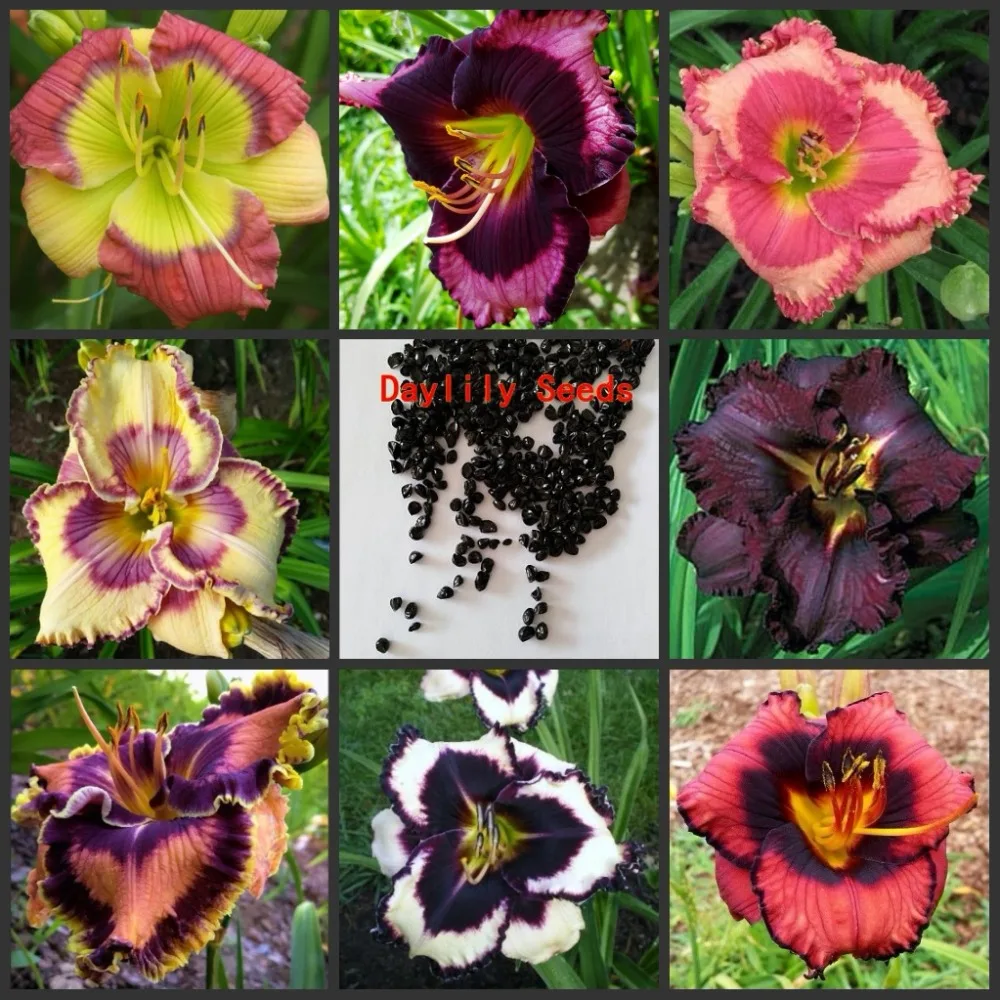 50pcs 100% Fresh Real Hemerocallis middendorffii Daylily semillas Perennial Flower daylilies Flower Plant sementes
50pcs 100% Fresh Real Hemerocallis middendorffii Daylily semillas Perennial Flower daylilies Flower Plant sementes