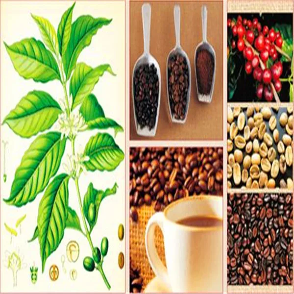 20pcs/bag coffee bean flores organic fruit plantas vegetables Refreshing bonsai plant for home and garden free shipping
20pcs/bag coffee bean flores organic fruit plantas vegetables Refreshing bonsai plant for home and garden free shipping
