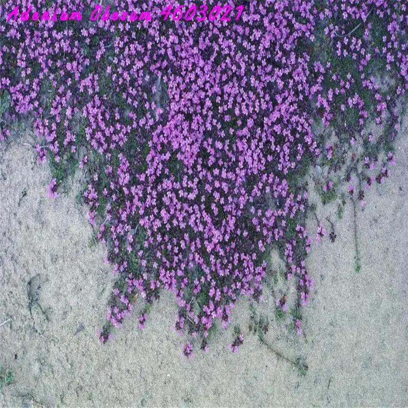 Hot Thyme Bonsai Autumn Plant Covered Perennial Soil Flowers Naturally Growing for Family Garden Horticulture DIY, 100 Flowers
Hot Thyme Bonsai Autumn Plant Covered Perennial Soil Flowers Naturally Growing for Family Garden Horticulture DIY, 100 Flowers