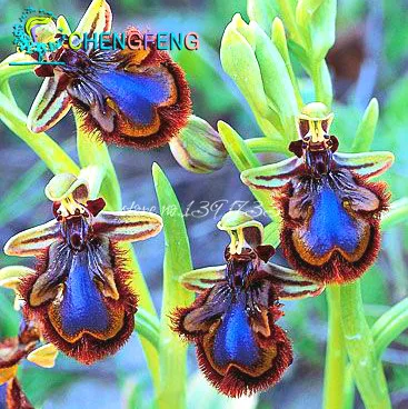 Free Shipping 100pcs China Rare Flower Bee Orchid Flower bonsai Face Interesting Flowers plants
Free Shipping 100pcs China Rare Flower Bee Orchid Flower bonsai Face Interesting Flowers plants