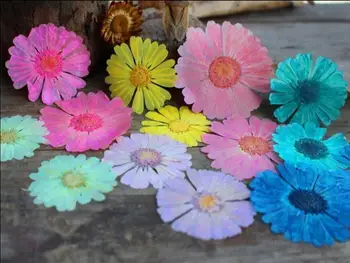 60pcs 3-6cm Pressed Dried Calendula Officinalis Flowers Plant Herbarium For Jewelry Postcard Invitation Card Making Accessories
60pcs 3-6cm Pressed Dried Calendula Officinalis Flowers Plant Herbarium For Jewelry Postcard Invitation Card Making Accessories
