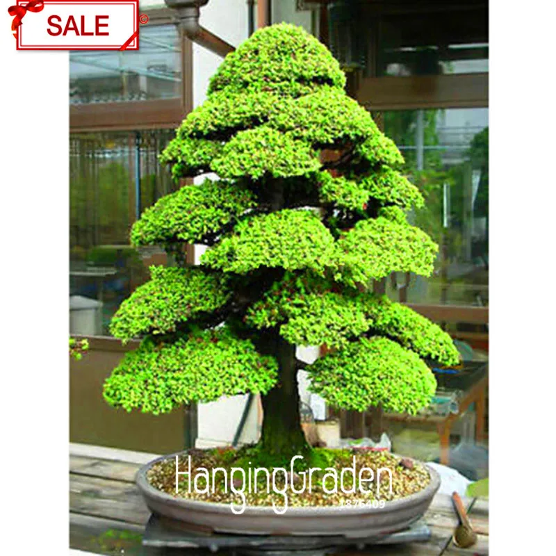 Hot Sale!Cedar Tree flores Cedrus Bonsai Bonsai DIY Home Garden Plant 50 Pcs / pack,#C6Q4ZG
Hot Sale!Cedar Tree flores Cedrus Bonsai Bonsai DIY Home Garden Plant 50 Pcs / pack,#C6Q4ZG