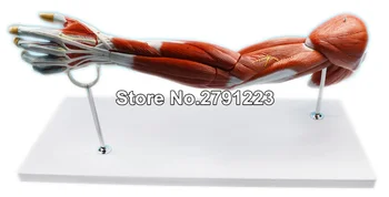 Life size human skin section Anatomical Advanced Muscled Elbow Joint Model Arm Skeleton Anatomical Study Display Magnified
Life size human skin section Anatomical Advanced Muscled Elbow Joint Model Arm Skeleton Anatomical Study Display Magnified