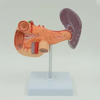 Human Liver Pancreas and Duodenum Anatomical Model Medical Anatomy Teaching Resources
Human Liver Pancreas and Duodenum Anatomical Model Medical Anatomy Teaching Resources