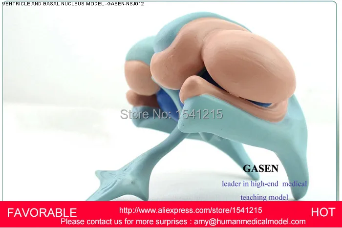 HUMAN VENTRICLE MODEL BASAL GANGLIA,AMYGDALA,THALAMUS MODEL,BASAL GANGLIA OF THE BRAIN MODEL THALAMUS CAUDATE MODEL GASEN-NSJ012
HUMAN VENTRICLE MODEL BASAL GANGLIA,AMYGDALA,THALAMUS MODEL,BASAL GANGLIA OF THE BRAIN MODEL THALAMUS CAUDATE MODEL GASEN-NSJ012