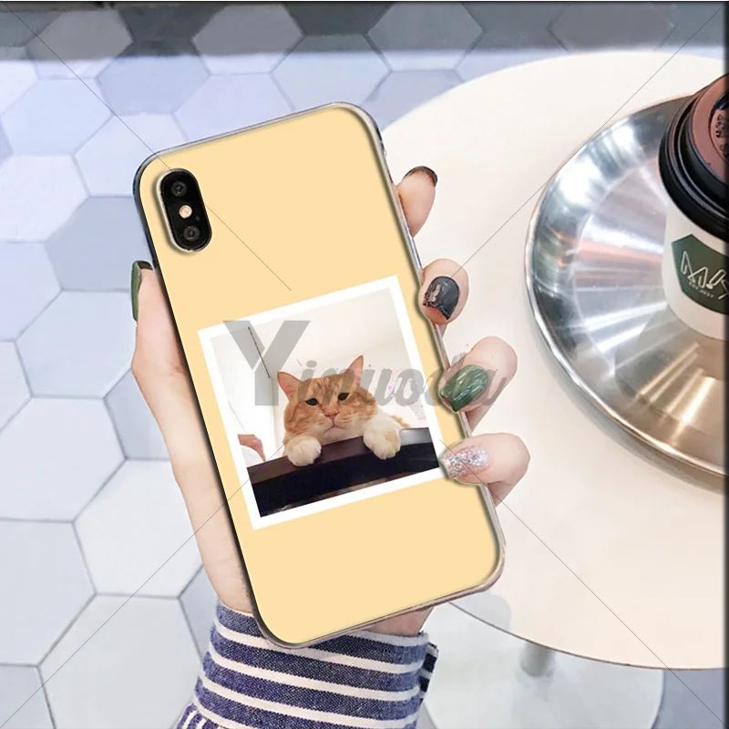 Cute yellow hair cat