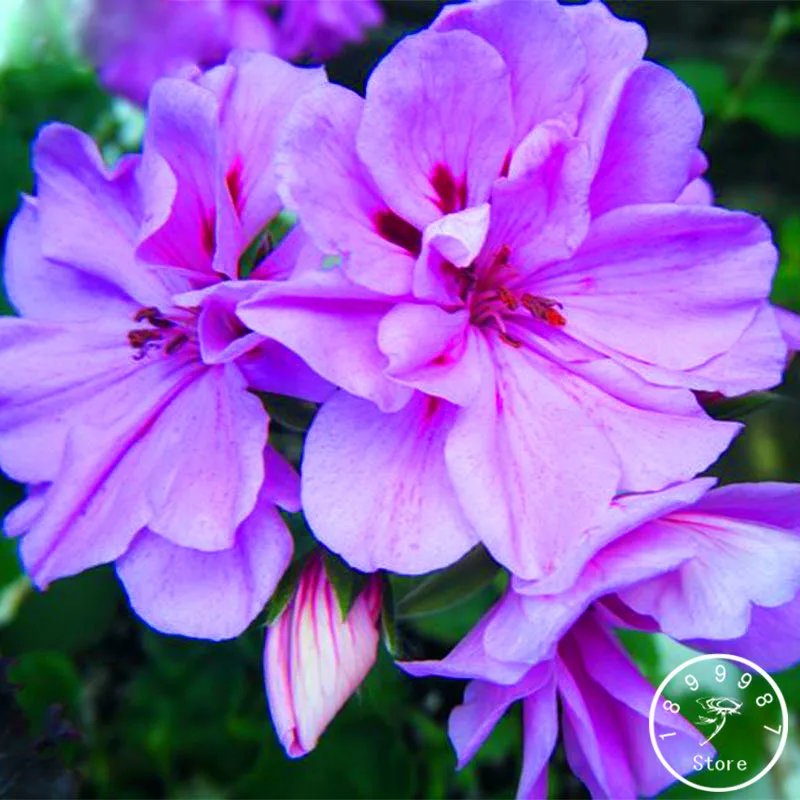 New Arrival! 30PCS Elegant Purple Univalve Geranium bonsai Perennial Flower garden Pelargonium Peltatum for Indoor Rooms,#DI5D5J
New Arrival! 30PCS Elegant Purple Univalve Geranium bonsai Perennial Flower garden Pelargonium Peltatum for Indoor Rooms,#DI5D5J