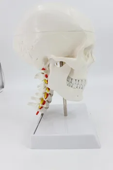 Life Size Human Skull on Cervical Vertebrae/Spine Human Brain with Nerves Model Medical Anatomy Veterinary Anatomical Anatomia
Life Size Human Skull on Cervical Vertebrae/Spine Human Brain with Nerves Model Medical Anatomy Veterinary Anatomical Anatomia