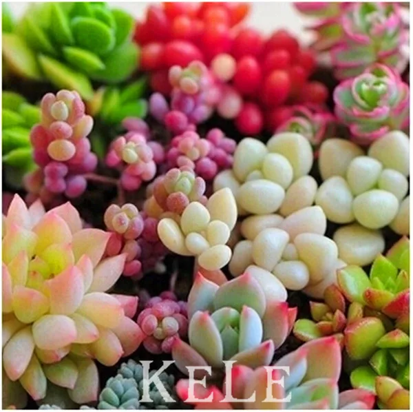 22 Kinds Mixed 200 Piecess Succulent Plantas Lithops Pseudotruncatella Bonsai plants floresling for home & garden,#E7SZVU
22 Kinds Mixed 200 Piecess Succulent Plantas Lithops Pseudotruncatella Bonsai plants floresling for home & garden,#E7SZVU