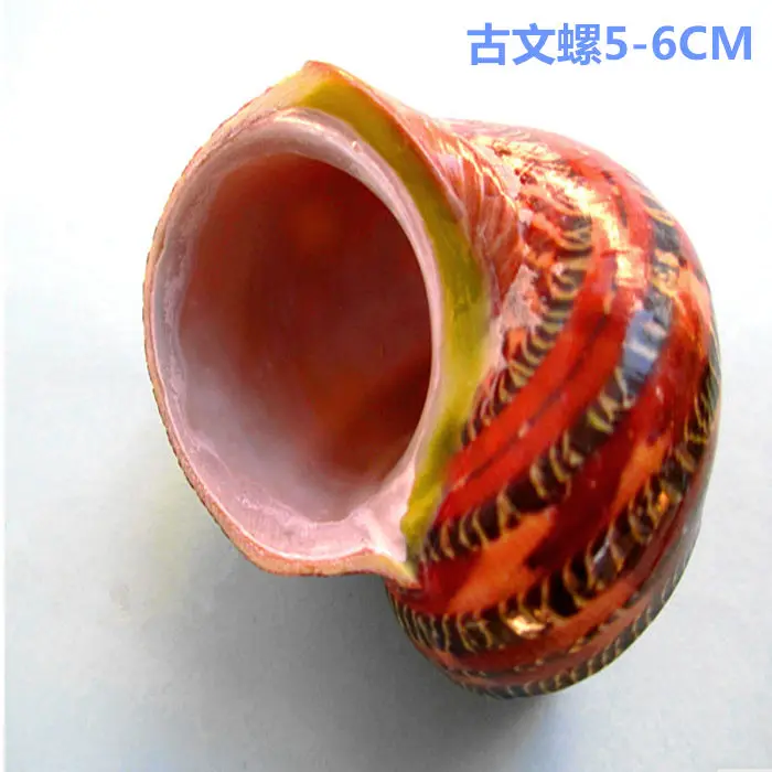 Natural concha shells coil ancient hermit crab fish aquarium accessories sea shells nautical decor wedding decoration
Natural concha shells coil ancient hermit crab fish aquarium accessories sea shells nautical decor wedding decoration