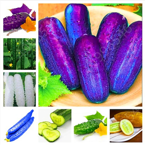 Hot Sale! 50pcs/bag cucumber Bonsai,Miniature cucumber,Organic fruit vegetable Plantas,miniature garden,rare plants for garden
Hot Sale! 50pcs/bag cucumber Bonsai,Miniature cucumber,Organic fruit vegetable Plantas,miniature garden,rare plants for garden